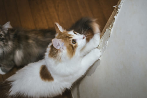 住宅の壁に傷をつける猫